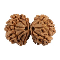 Gauri Shankar Rudraksha Gauri Shankar Rudraksha