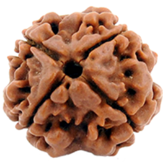 4 faced Rudraksha (Brown) with Certificate 