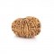 11 Mukhi Rudraksha – Original & Certified Bead 