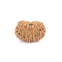 13 Mukhi Rudraksha – Original & Certified Spiritual Bead