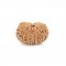 13 Mukhi Rudraksha – Original & Certified Spiritual Bead