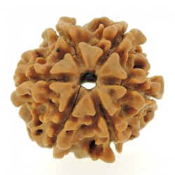 6 Mukhi Rudraksha Certified Original Bead