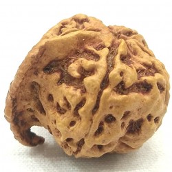 Ganesh Rudraksha Certified Original Bead with Natural Trunk Formation
