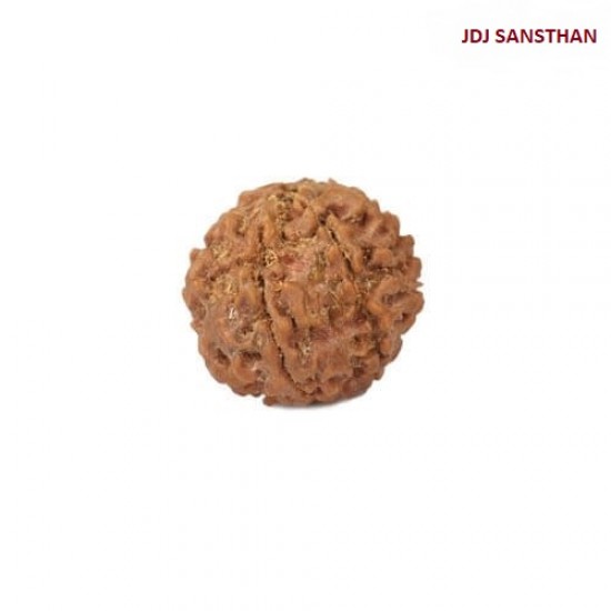 8 Mukhi Indonesia Rudraksha – Original & Certified Ashtmukhi Bead 8 Mukhi Indonesia Rudraksha – Original & Certified Ashtmukhi Bead