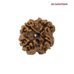 4 Mukhi Rudraksha – Certified Original Bead
