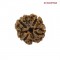 4 Mukhi Rudraksha – Certified Original Bead