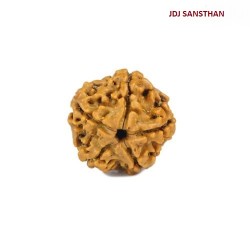 5 Mukhi Rudraksha-Bead