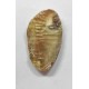 Original Shukra Mani Stone (1.50Gram) Shukra Mani 15 Carat 100% Natural Shukramani Certified From Authentic Laboratory